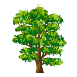 Зеленое дерево PNG , зеленый, деревья, растение PNG картинки и пнг PSD  рисунок для бесплатной загрузки